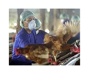 Experts probe human-to-human spread of China bird flu
