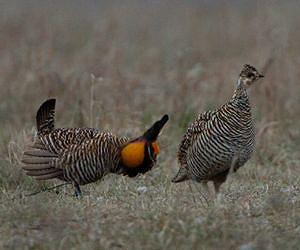 Wind power does not strongly affect greater prairie chickens