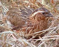 What Quails can teach us about the gait of Dinosaurs