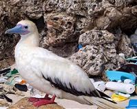 Study: Plastic chemical BPS damages egg cells