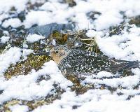 Shrinking shorebird pays the bill for rapid Arctic warming while wintering in the tropics