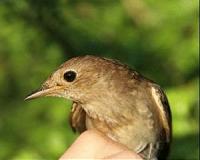 Climate change shrinking wings of nightingale