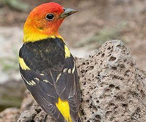 New study shows bird color variations speed up evolution