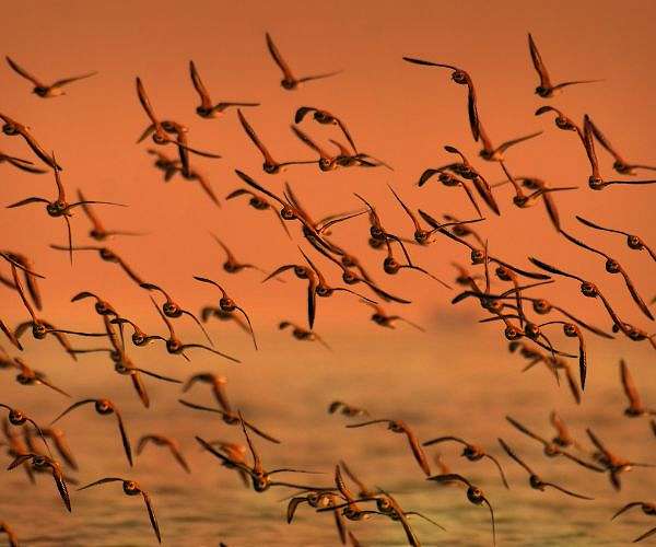 Climate patterns thousands of miles away affect US bird migration