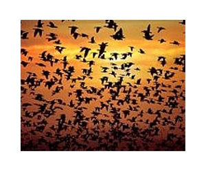 Are cars driving evolution of birds?