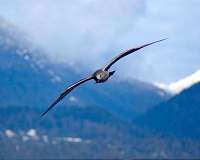Engineers, zoologists reveal how gulls 'wing morph' for stable soaring