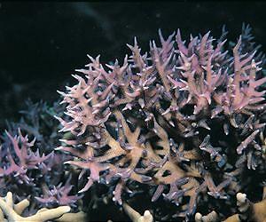 Multiple partners not the only way for corals to stay cool
