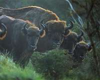 Perovskite solar module enabled IoT asset tracking for wildlife conservation