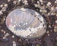 Illegal South African abalone flowing into Hong Kong: report