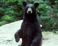 Canada conservationist warns of 'cyber poaching