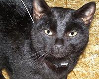 Jerusalem's dilemma over hordes of stray cats