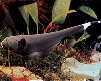 Robotic fish aids understanding of how animals move