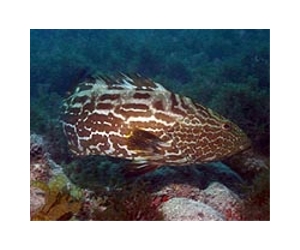 One Quarter Of Grouper Species Being Fished To Extinction