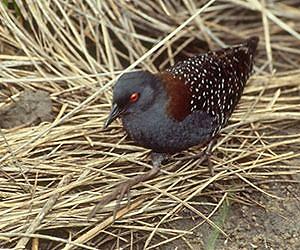 New study will help protect vulnerable birds from impacts of climate change