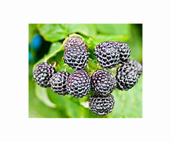 Drought-hit Serbian raspberry farmers fear 'catastrophic' future