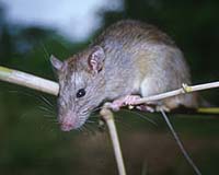 Rats trained to sniff land mines, TB