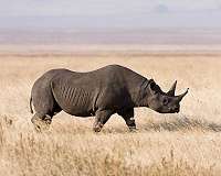 Bird companions help black rhinos avoid poachers