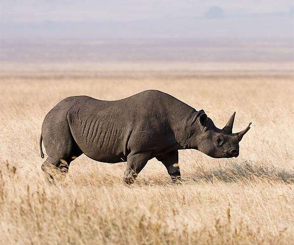 Botswana loses a third of rhino to poaching in five years