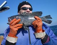EU bans sea bass trawling to save species