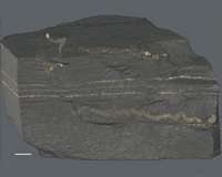 Ancient fossilized tracks suggest multicellular life far older than previously thought