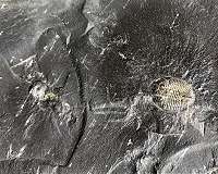 Fossil fuel formation: Key to atmosphere's oxygen?