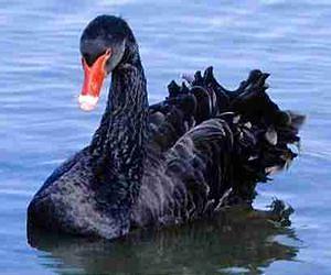 Commentary: Black swans attack