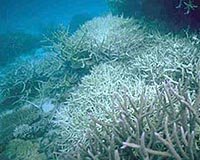 Climate Change Seeps Into The Sea