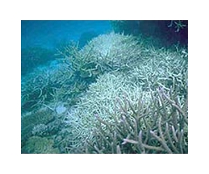 Global warming threat to coral reefs: Can some species adapt?