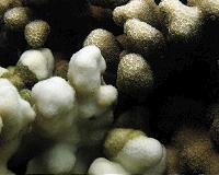 Global coral bleaching five times greater than 1980s: study