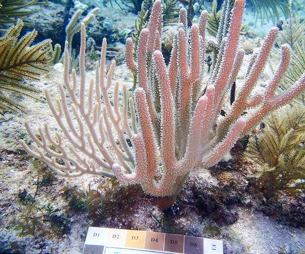 Study identifies key algae species helping soft corals survive warming oceans