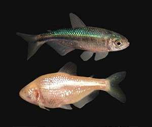 Advantages of living in the dark: The multiple evolution events of 'blind' cavefish