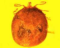 Monkey business produces rare preserved blood in amber fossils