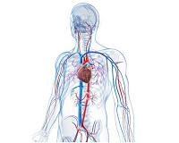 Researchers take key step toward growing human organs in laboratory