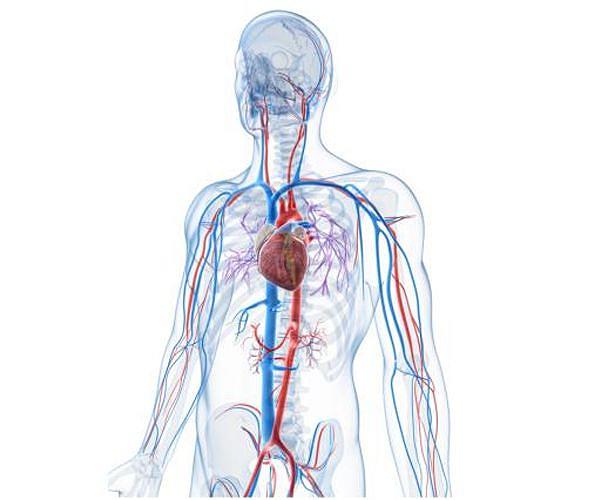 Marijuana and e-cigs can harm the heart like traditional cigarettes