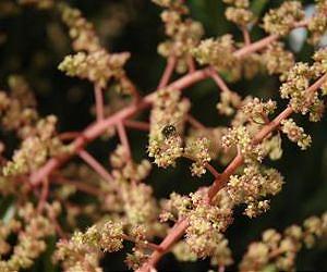 Small patches of native plants help boost pollination services in large farms