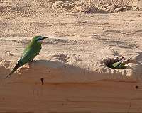 Extreme heat threatens desert songbirds
