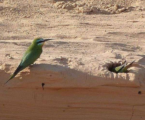 Long lost Madagascar songbird seen again in wild