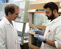 Unexpected discovery: Blue-green algae produce oil