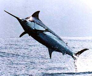 Ocean dead zones shrinking habitat for blue marlins, other tropical billfish and tunas