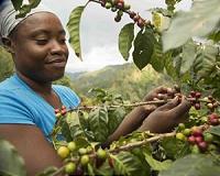 Climate change threatens Latin America coffee producers