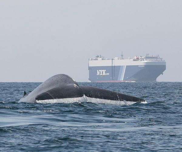 Shipping emissions tax still stuck in port