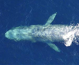 Ozone depletion could be damaging whales' skin: scientists