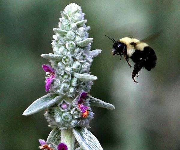 Research: Rising temperatures threatening bumblebee populations