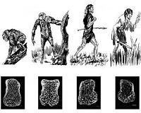 Lightweight skeletons of modern humans have recent origin