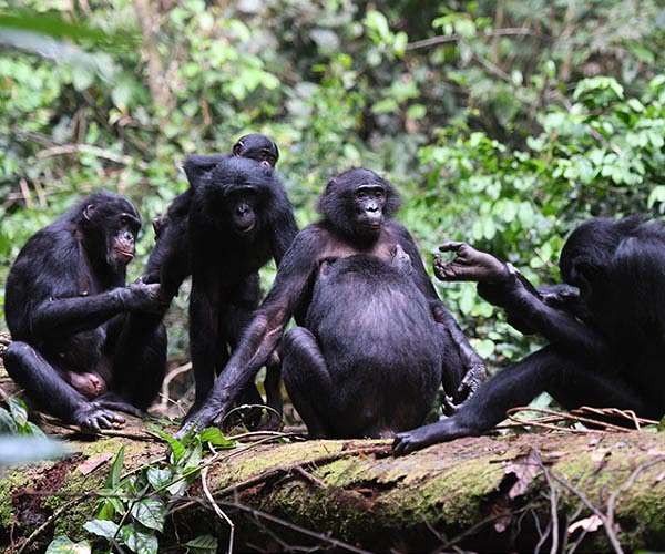 How humans evolved to get along
