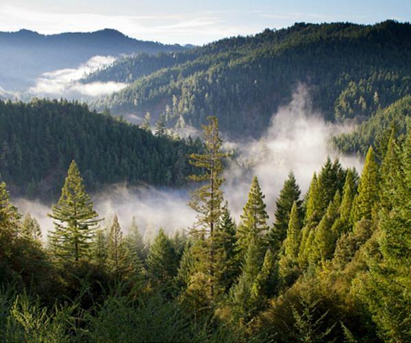 Boreal and temperate forests now main global carbon sinks
