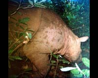 WWF Captures First Image Of Wild Rhino In Borneo
