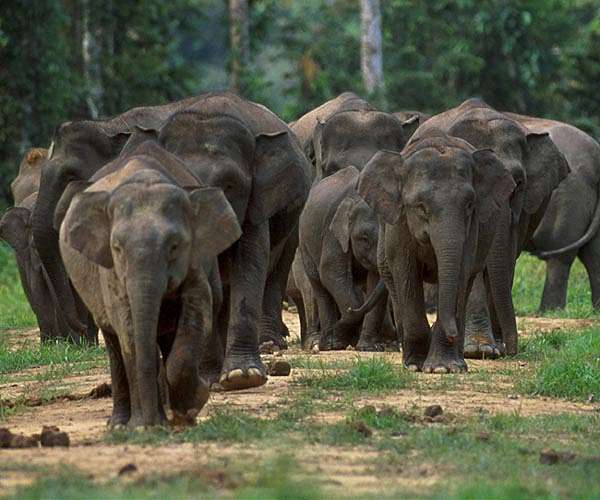 Viral Malaysia elephant death sparks calls for crossings