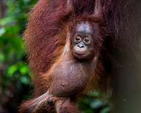 Indonesia covers up to protect orangutans from virus threat