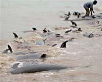 Dolphins At Risk